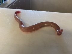 Hagfish photo 5