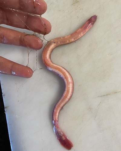 Atlantic hagfish (Myxine glutinosa) — Myxinidae — 3
