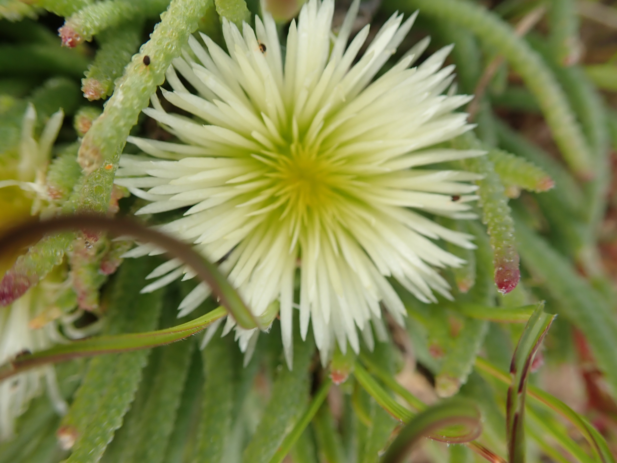 Sphalmanthus longitubus L. Bolus 3