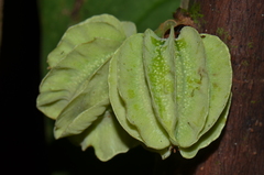 Carpotroche platyptera
