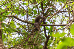 Sciurus aestuans ingrami