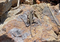 Sceloporus grandaevus