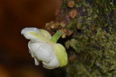 Carpotroche platyptera