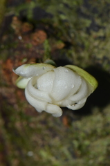 Carpotroche platyptera