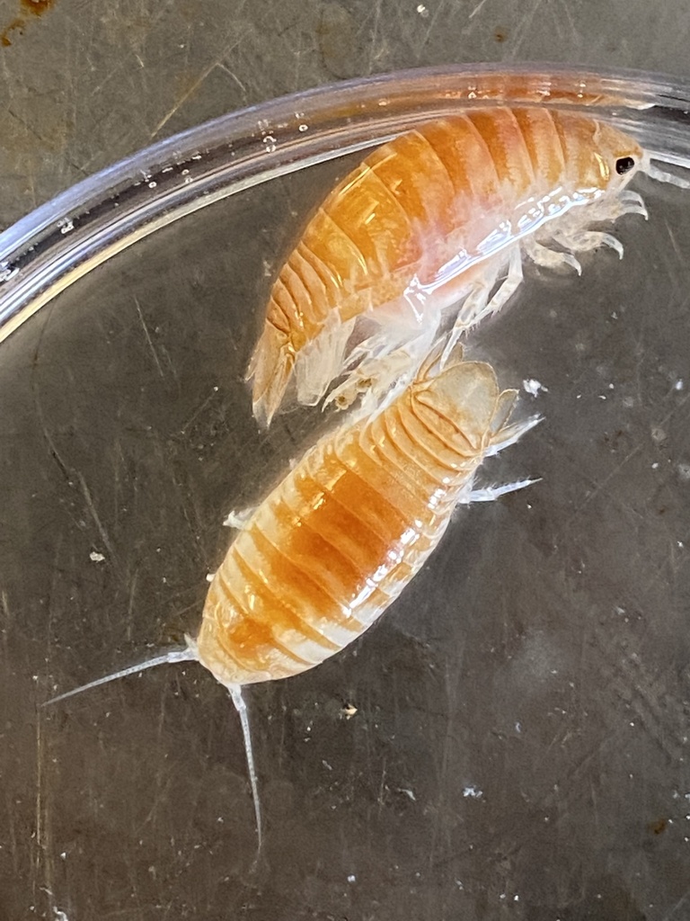 Natatolana borealis