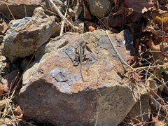 Sceloporus grandaevus
