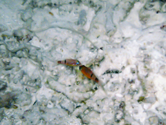 Apogon townsendi