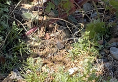 Aspidoscelis ceralbensis