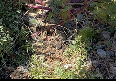 Aspidoscelis ceralbensis