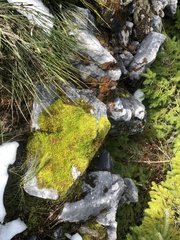 Homalothecium aeneum