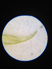 Homalothecium aeneum