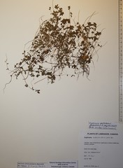 Euphrasia wettsteinii