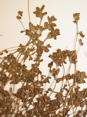Euphrasia wettsteinii