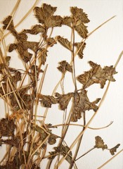 Euphrasia wettsteinii
