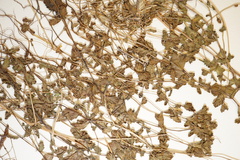 Euphrasia wettsteinii