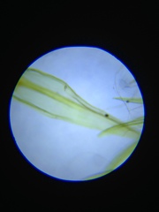 Homalothecium aeneum