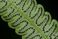 Cyathea choricarpa