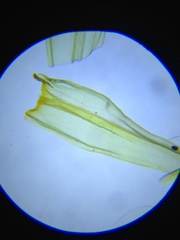 Homalothecium aeneum