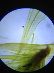 Homalothecium aeneum