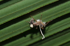 Ophiocordyceps lloydii image
