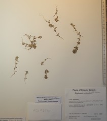 Euphrasia wettsteinii