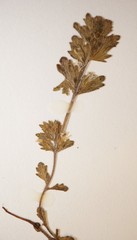 Euphrasia wettsteinii