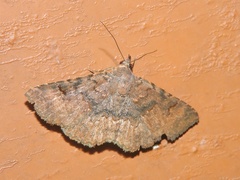 Erebidae
