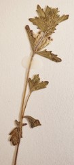 Euphrasia wettsteinii