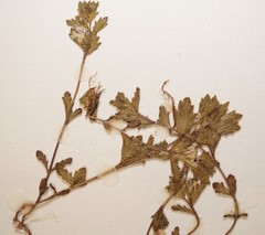 Euphrasia wettsteinii