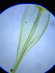 Homalothecium aeneum