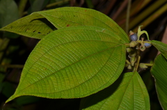 Miconia dentata