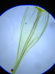 Homalothecium aeneum