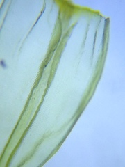 Homalothecium aeneum