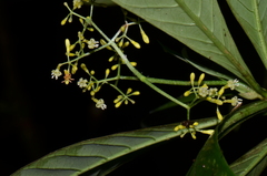 Psychotria marginata