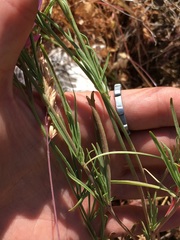 Clarkia cylindrica