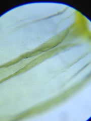 Homalothecium aeneum