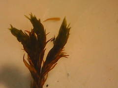 Homalothecium aeneum