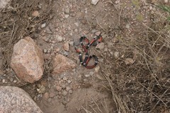 Micrurus pyrrhocryptus