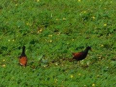 Jacana jacana