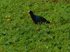 Porphyrio martinica