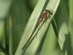 Ischnura verticalis