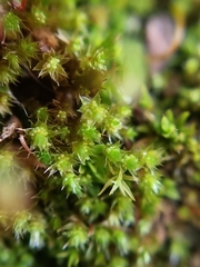 Bryum dichotomum