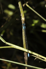 Oxyagrion ablutum