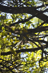 Myioborus brunniceps