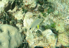 Hypoplectrus unicolor