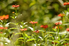 Zinnia peruviana