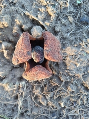 Prosopanche americana