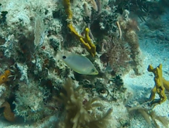 Hypoplectrus unicolor