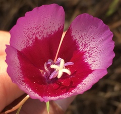 Clarkia cylindrica