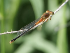Ischnura verticalis